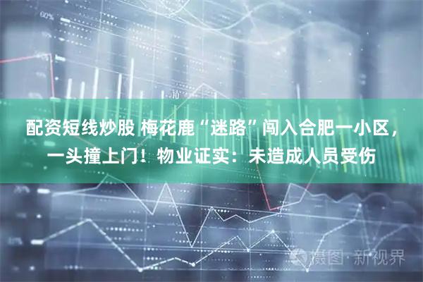 配资短线炒股 梅花鹿“迷路”闯入合肥一小区，一头撞上门！物业证实：未造成人员受伤