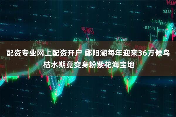 配资专业网上配资开户 鄱阳湖每年迎来36万候鸟 枯水期竟变身粉紫花海宝地